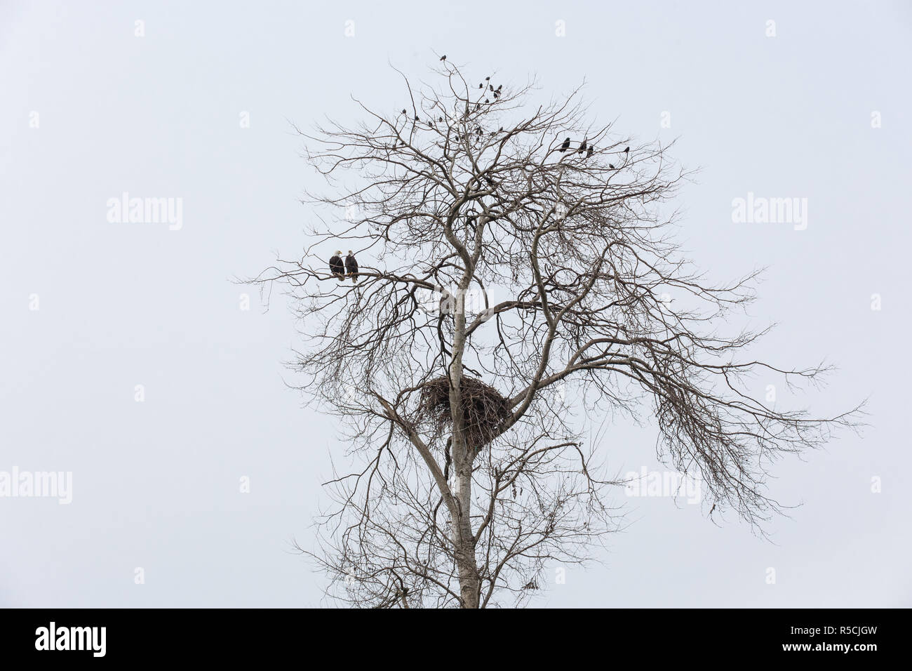bald eagle nest,  common starling and crows, Vancouver Canada Stock Photo