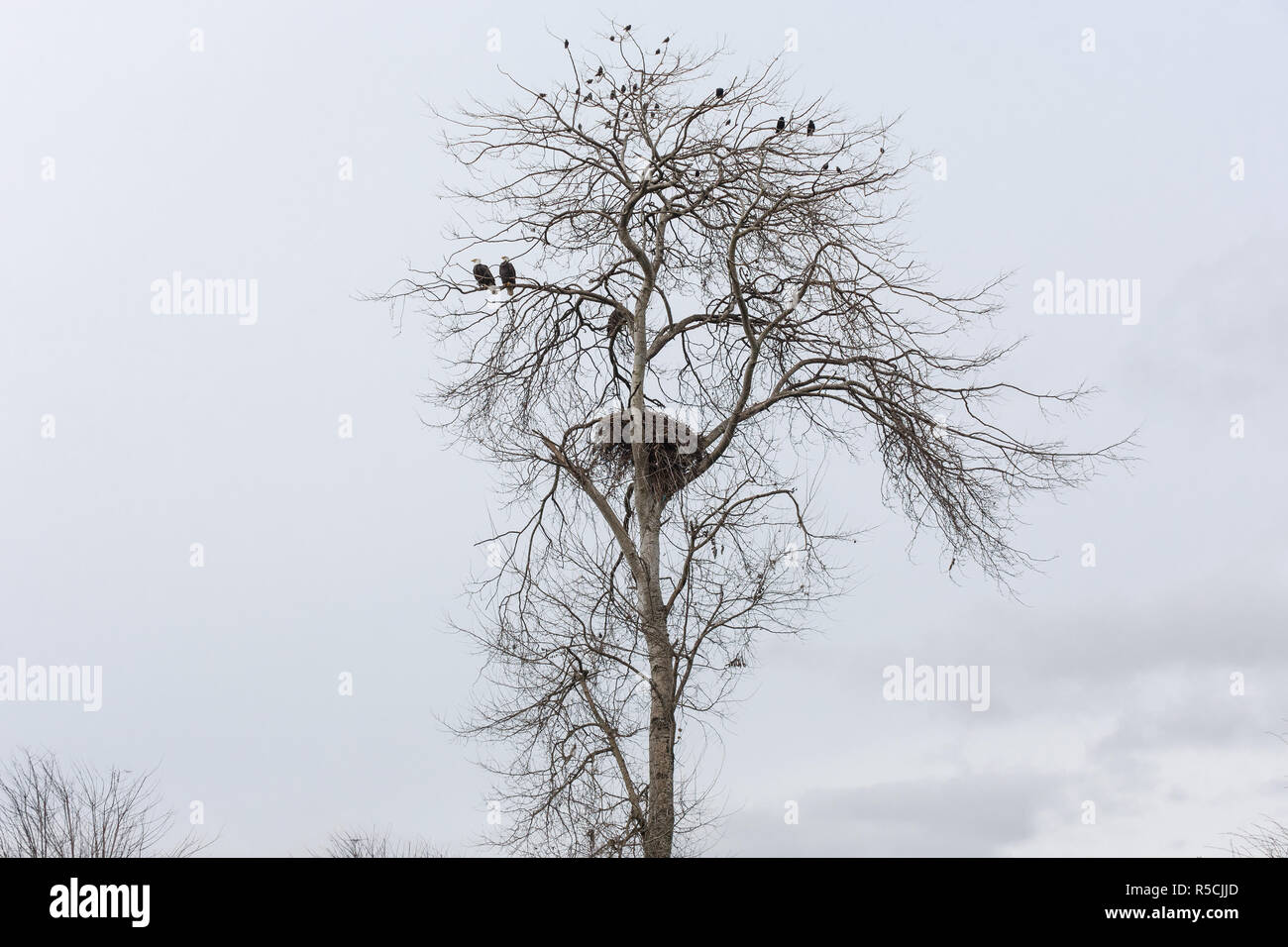 bald eagle nest,  common starling and crows, Vancouver Canada Stock Photo