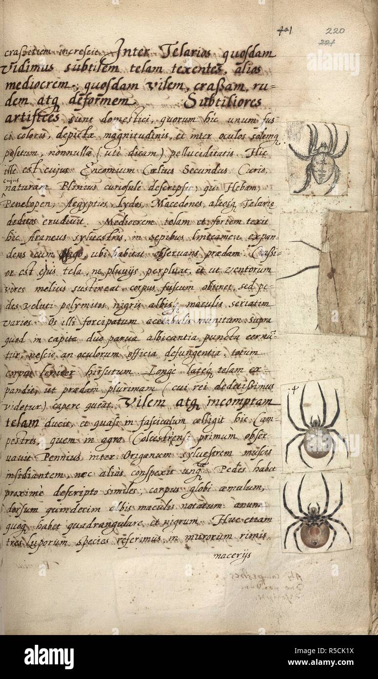 Spiders. Text. lnsectorum theatrum. Late 14th century-17th century ...