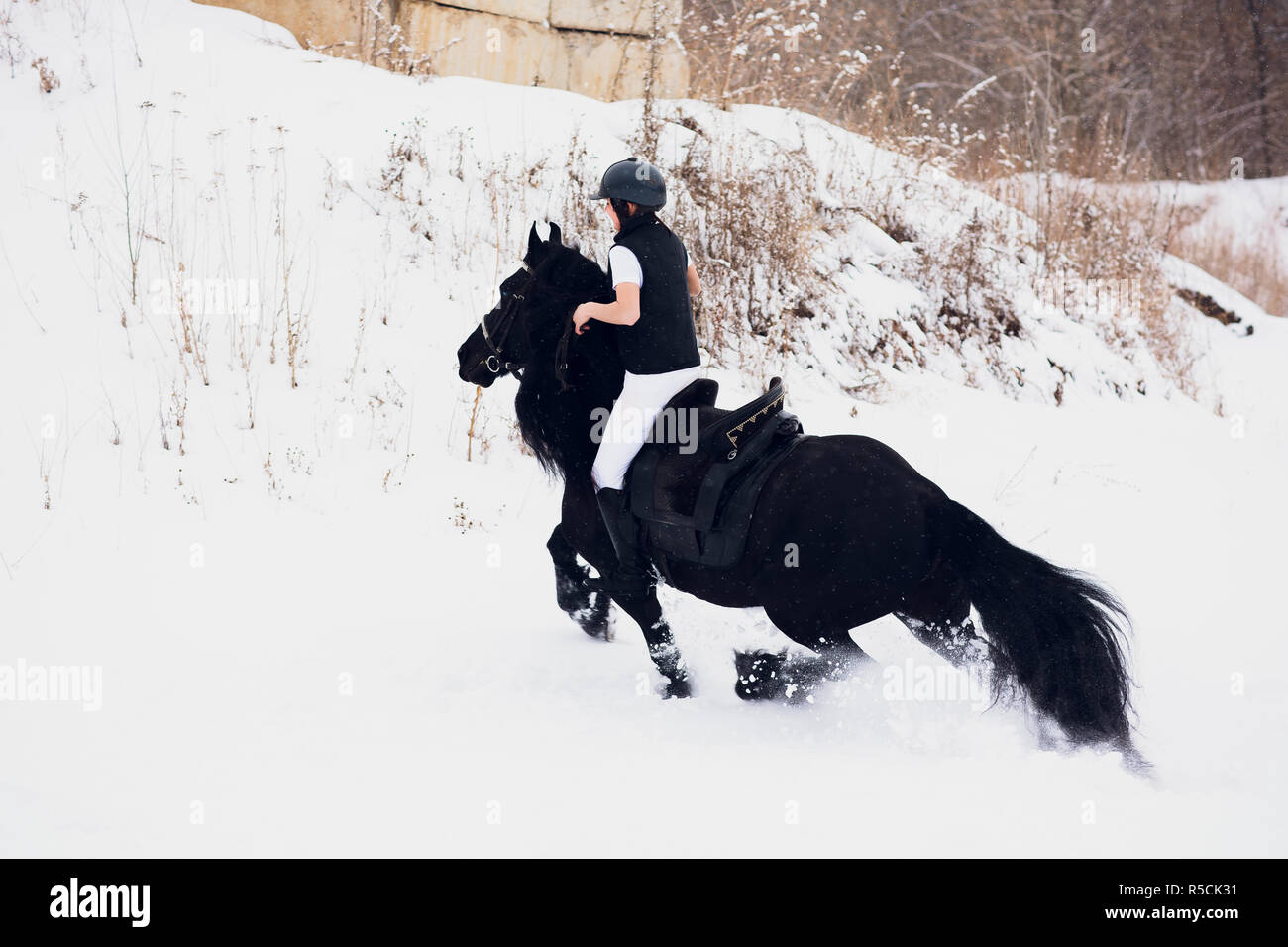 Friesian stallion running in winter field. Rider young girl is riding ...