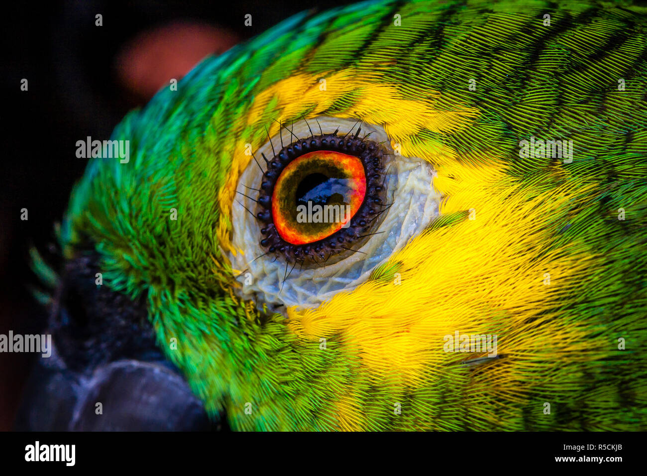 Parrot Eye Stock Photo 227086899 Alamy