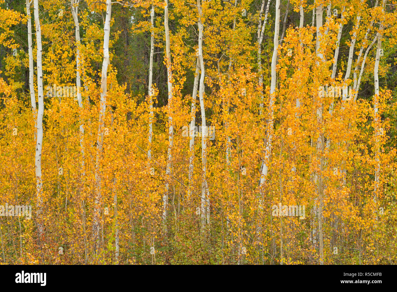 Autumn aspens, Mackenzie Highway, Northwest Territories, Canada, Mackenzie Highway, Northwest Territories, Canada Stock Photo