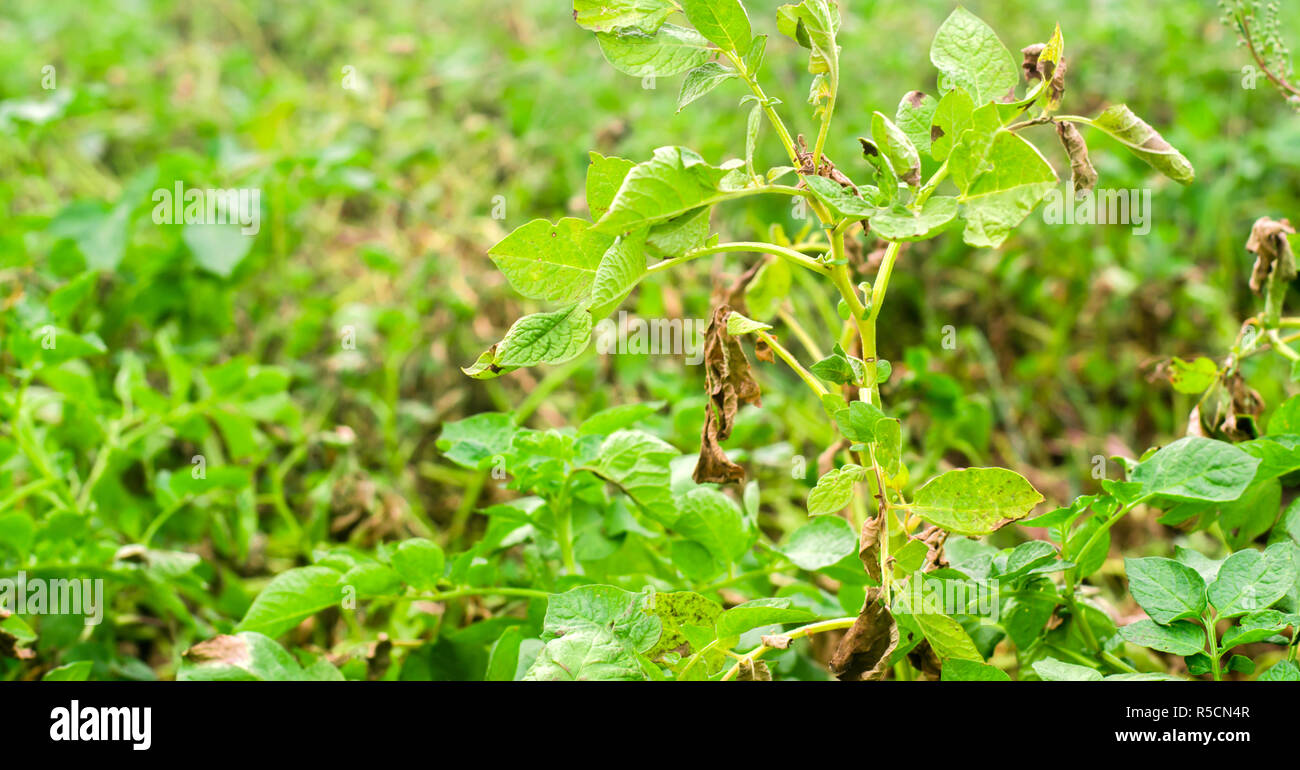 Leaves Of Potato With Diseases. Plant Of Potato Stricken Phytophthora