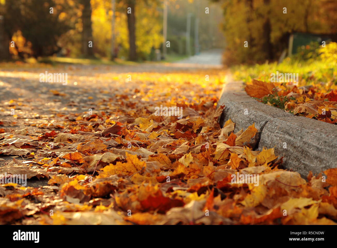 Maple leaves on the ground and on the silent road. Autumn colors, yellow and orange. Colorful end of the summer. Stock Photo