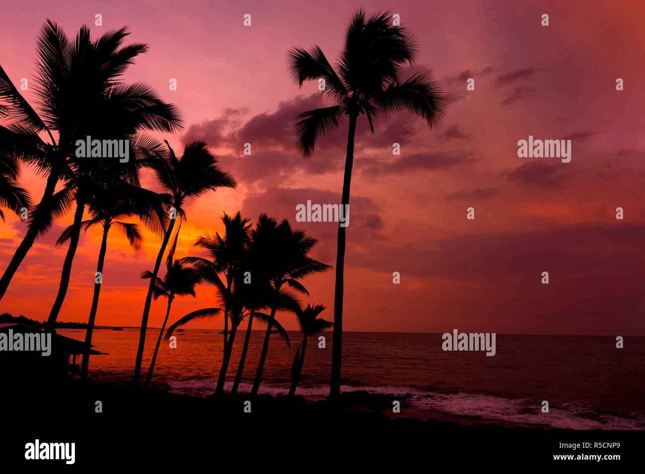 Kona hawaii palm trees hires stock photography and images Alamy