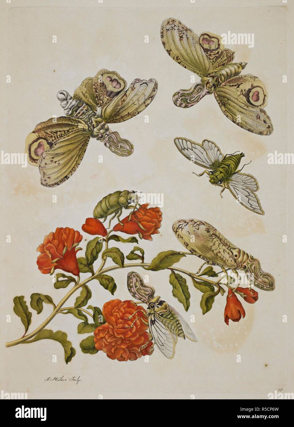 Various insects. Metamorphosis insectorum surinamensium ... Amsterdam ...