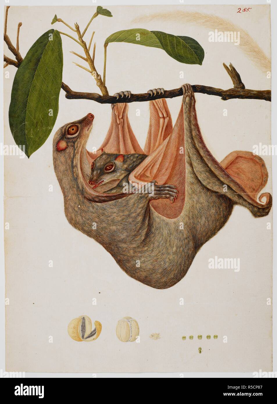 Flying female lemur ('Cynocephalus variegatus'), with young, hanging from a branch. [Marsden collection]. c.1800. Watercolour and bodycolour, heightened with varnish. Size: 425 by 310 mm. Source: NHD 2/285. Author: ANON. Stock Photo