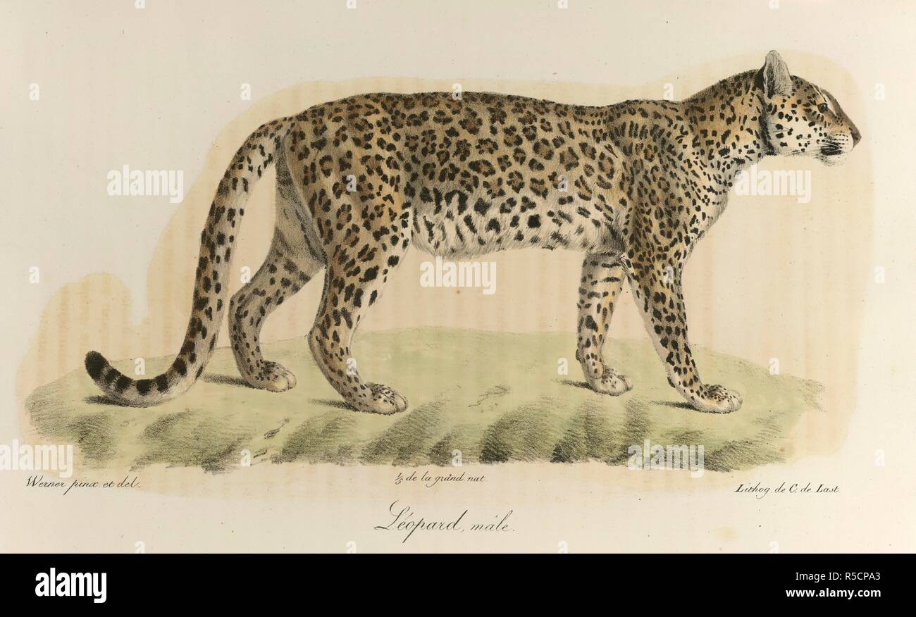 LÃ©opard, mÃ¢le. A male leopard. Histoire Naturelle des MammifÃ¨res ... Paris, 1824-57. Source: 1257.l.1-4,. Language: French. Stock Photo