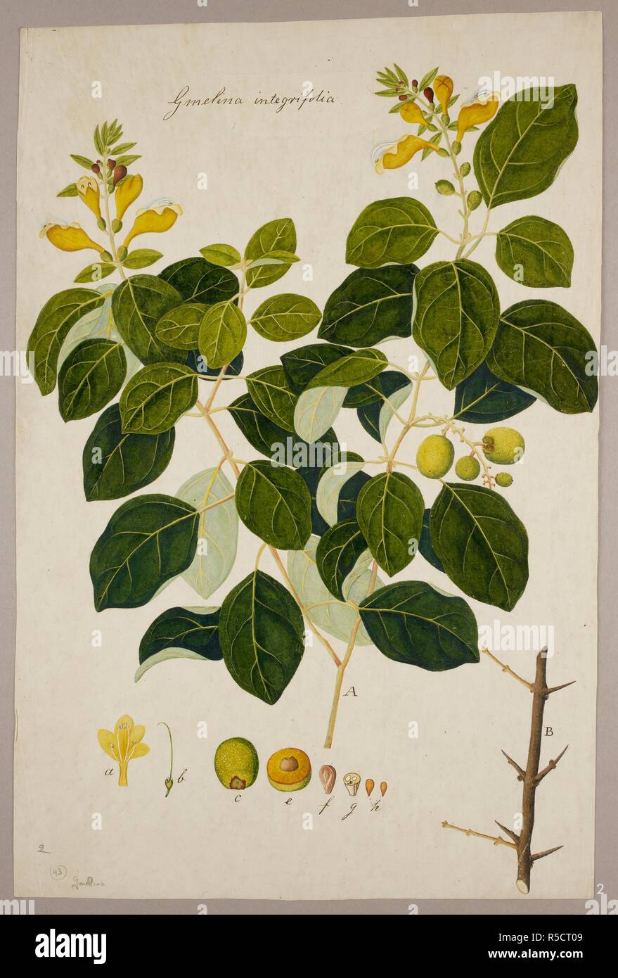 Gmelina Villosa. 1818-c.1830. Gmelina Villosa', Roxb.(Verbenaceae). Watercolour and pencil.  Originally published/produced in 1818-c.1830. . Source: NHD 49/2,. Stock Photo