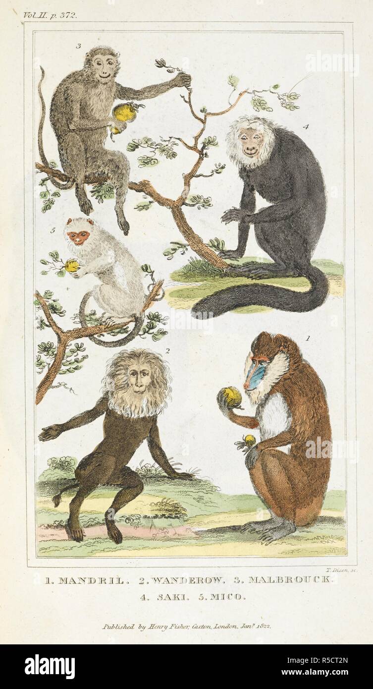 1. Mandril. 2. Wanderow. 3. Malbrouck. 4. Saki. 5. Mico. The history of the earth and animated nature. London : printed by Henry Fisher, at the Caxton Press, [1824?]. Source: RB.23.b.3192 volume 2, page 372. Author: GOLDSMITH, OLIVER. Dixon, T. Stock Photo