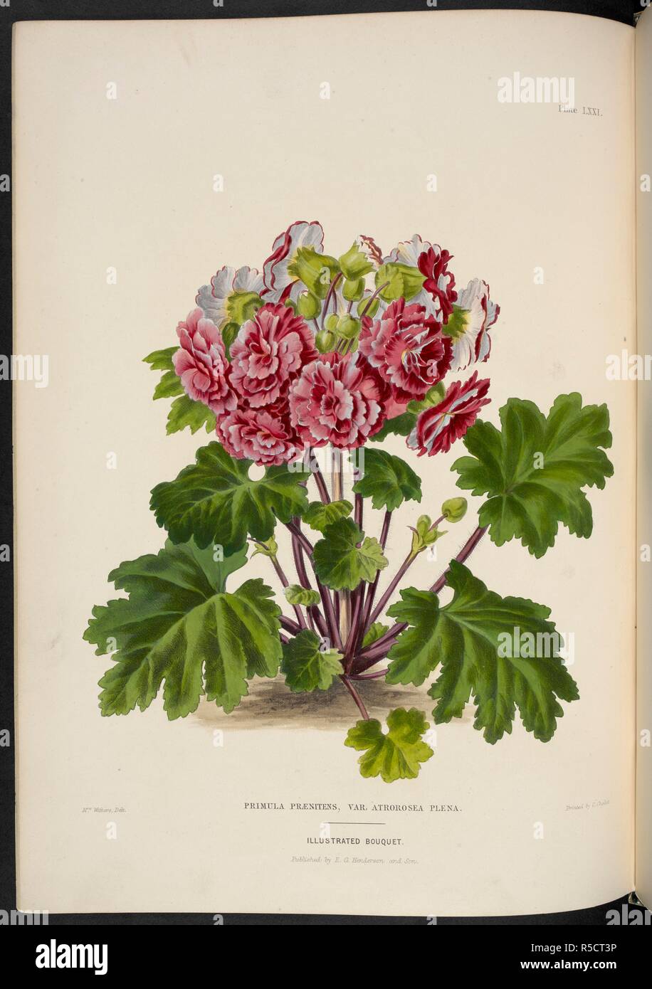 Primula PrÃ¦nitens, Var Atrorosea Plena. Chinese Primose. . The Illustrated Bouquet, consisting of figures, with descriptions of new flowers. London, 1857-64. Source: 1823.c.13 plate 71. Author: Henderson, Edward George. Withers, Mrs. Stock Photo