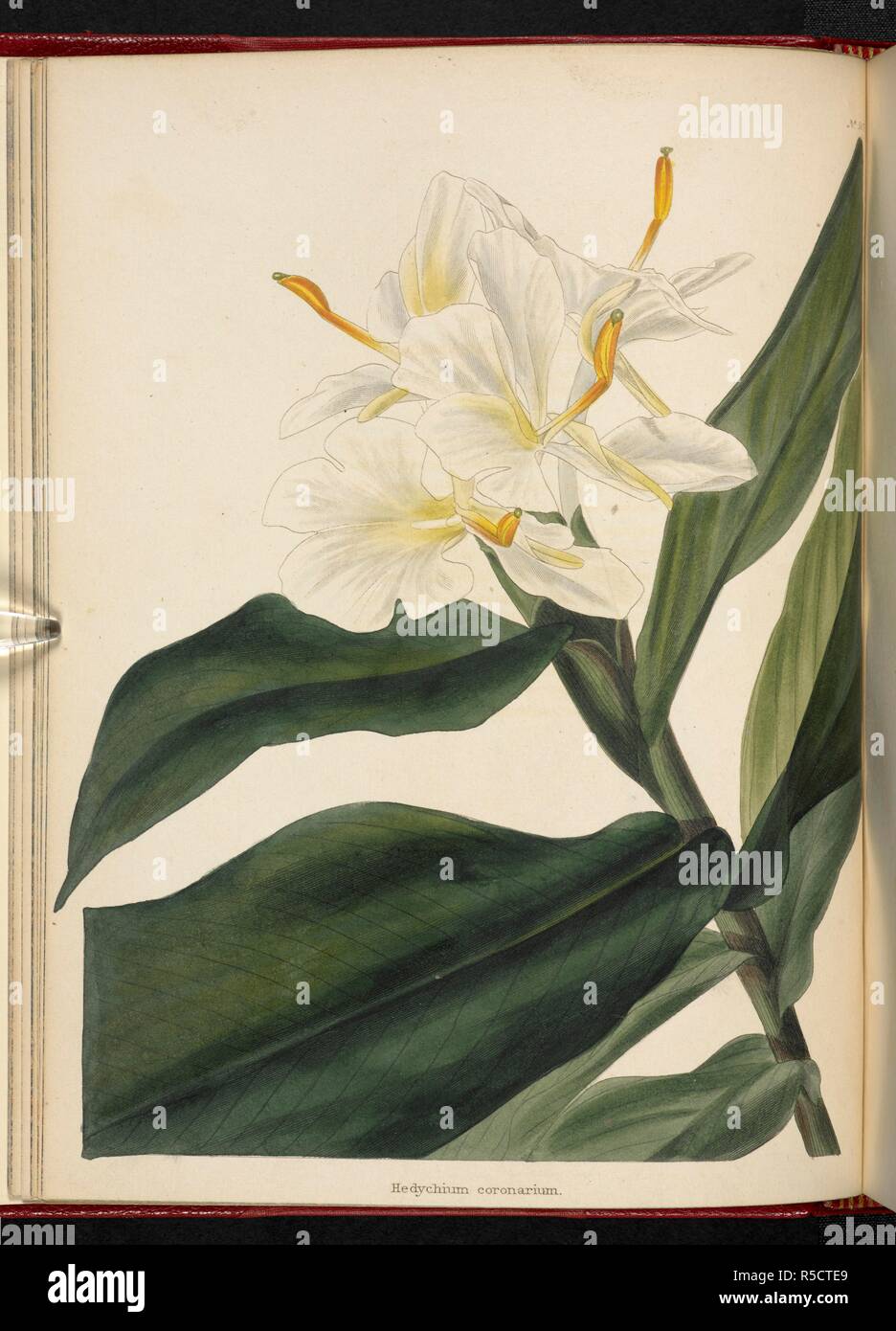 Hedychium coronarium. The Botanical Cabinet, consisting of coloured delineations of plants, from all countries, with a short account of each, etc. By C. Loddiges and Sons ... The plates by G. Cooke. vol. 1-20. London, 1817-33. Source: 443.b.10, vol.6, no.507. Author: Cooke, George. Stock Photo