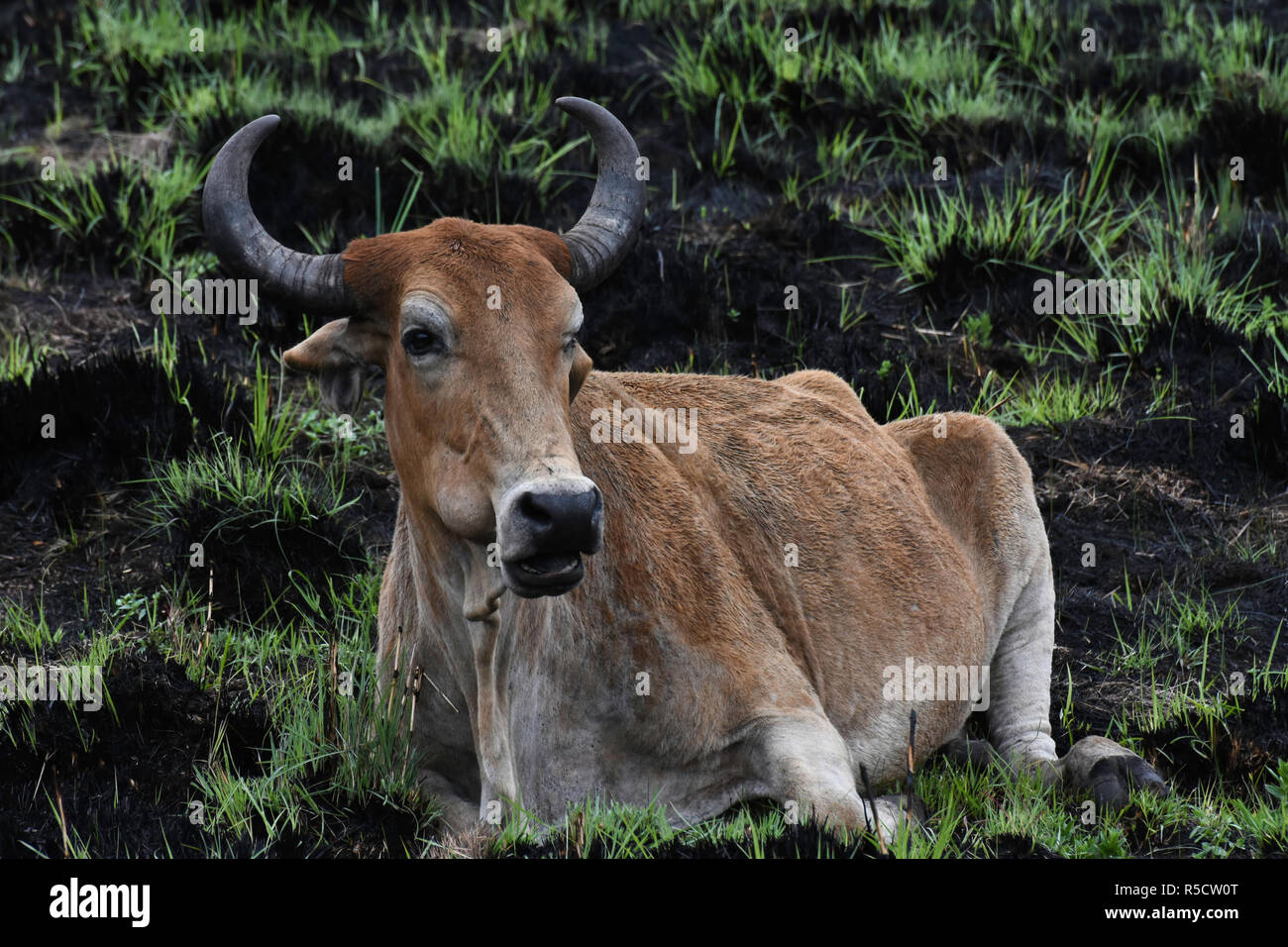 Southern African Cattle Nguni Bull (bos sp.) In Burnt Field Stock Photo