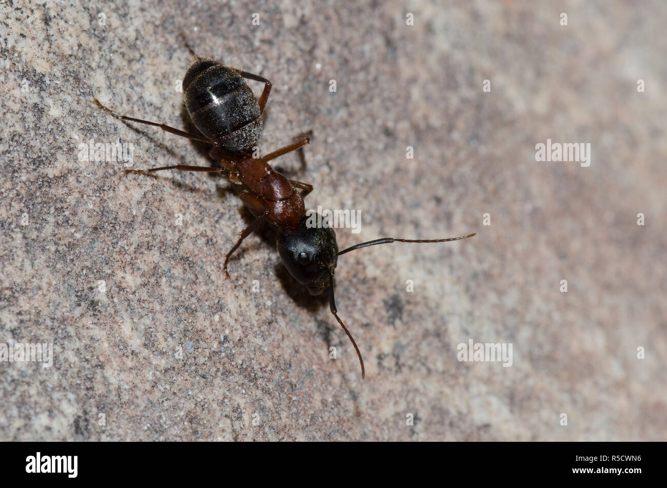 Carpenter Ant, Camponotus vicinus Stock Photo