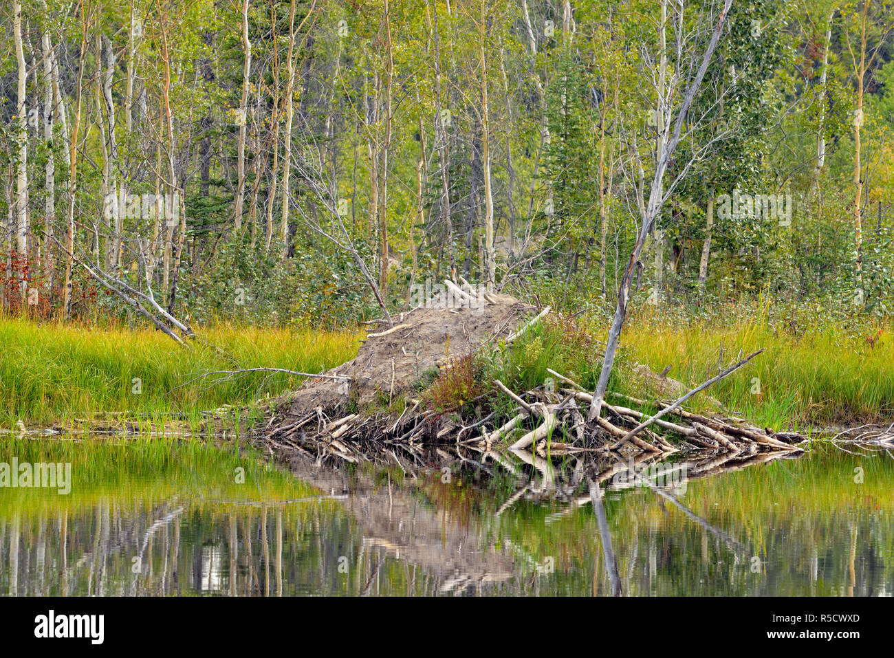 Beaver lodge in pond at shoreline, Highway 3 to Yellowknife, Northwest Territories, Canada Stock Photo