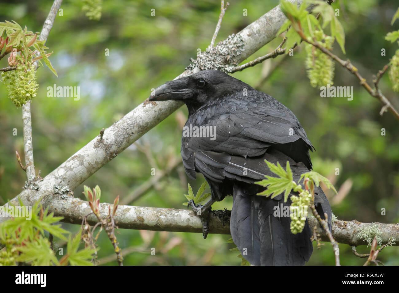 Closeup of a raven in spring, perched on a branch of a Bigleaf maple, with maple flowers and new leaves around it and tree pollen on its feathers. Stock Photo