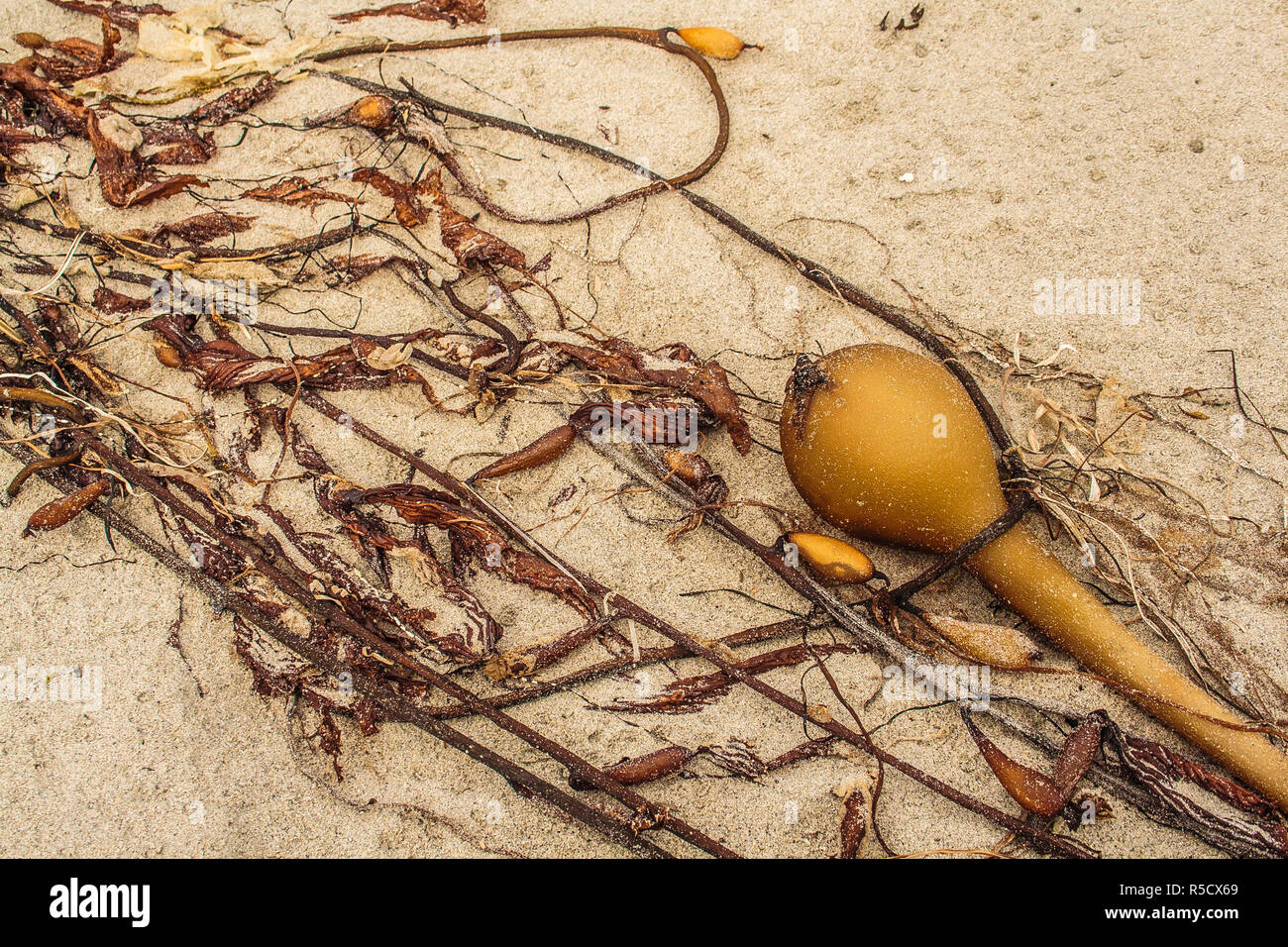 Closeup of one large and many smaller brown kelp bladders and strands of seaweed, washed up on a sandy beach in diagonal lines across the image. Stock Photo