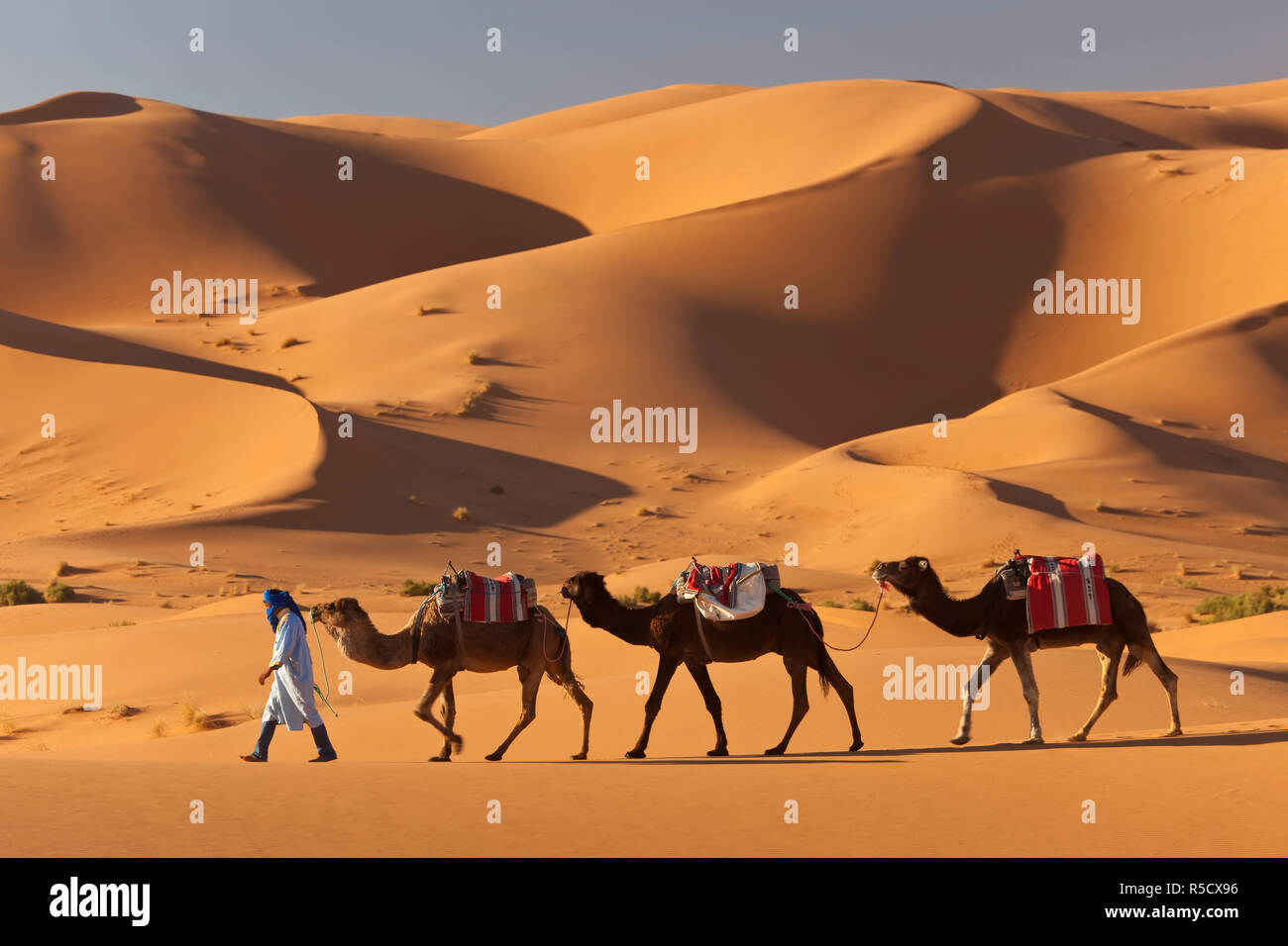 Tuareg camel train sahara desert hi-res stock photography and images ...