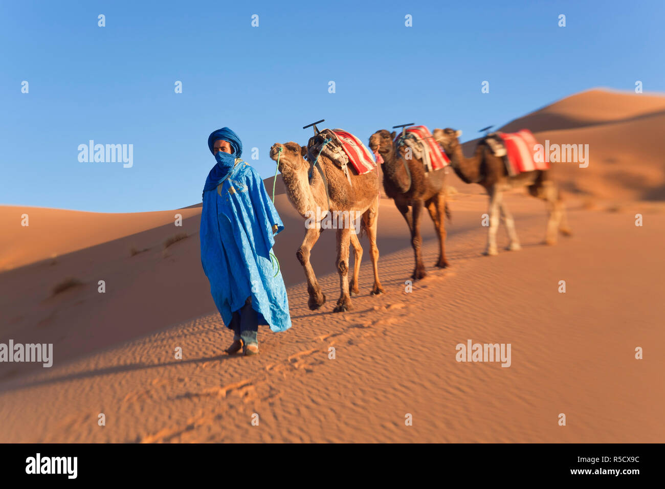 Tuareg man leading camel train, Erg Chebbi, Sahara Desert, Morocco Stock Photo