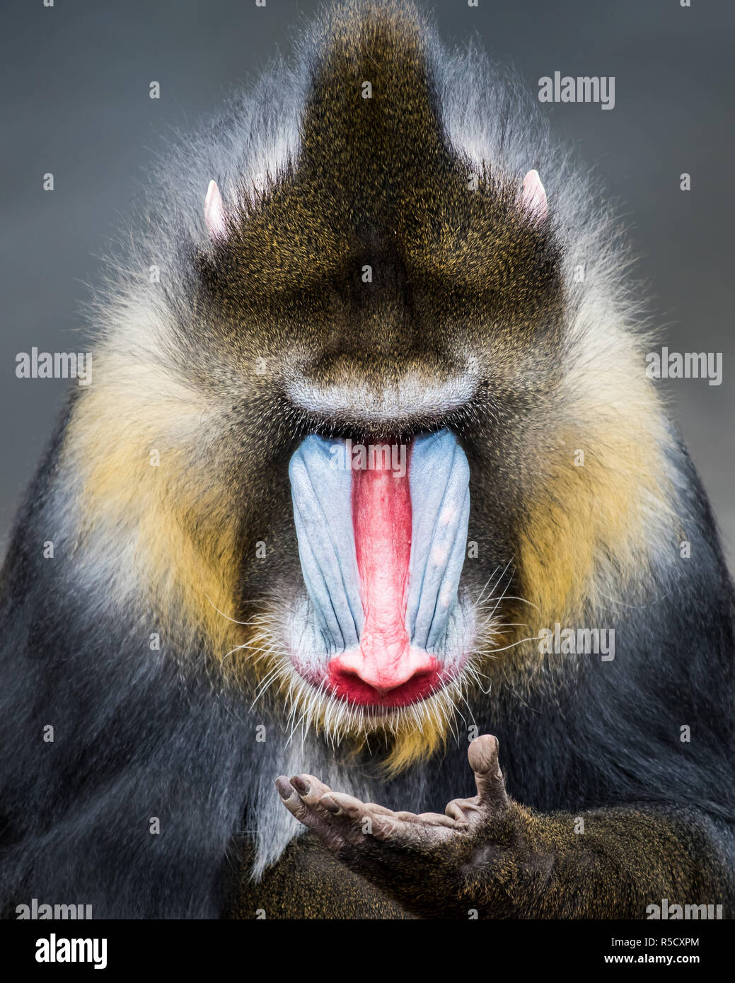 Mammal Mandrill High Resolution Stock Photography and Images - Alamy
