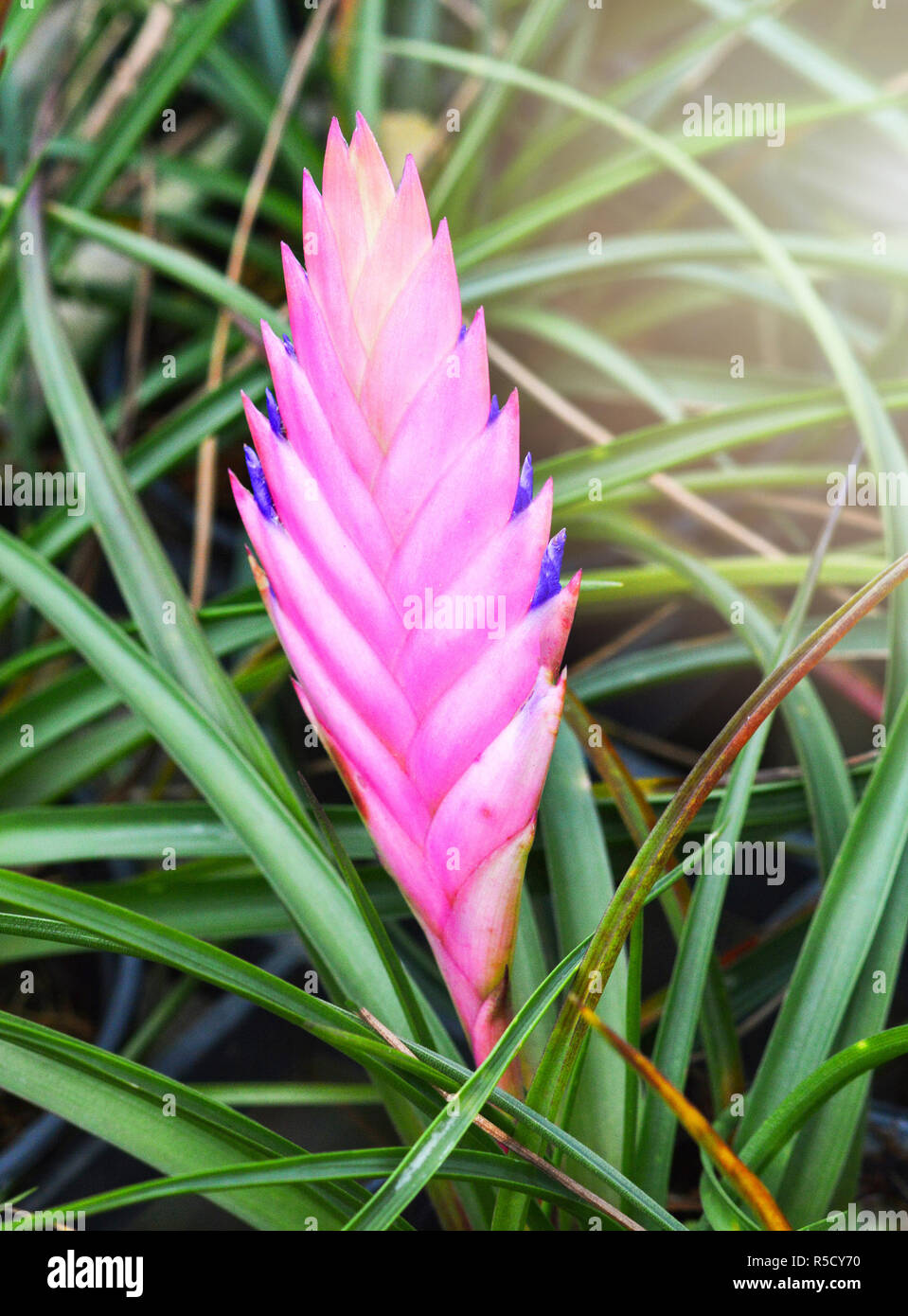 purple bromeliad flower / beautiful of ornamental plants garden in the green house with bromeliad purple pink flower nature green blur background / co Stock Photo