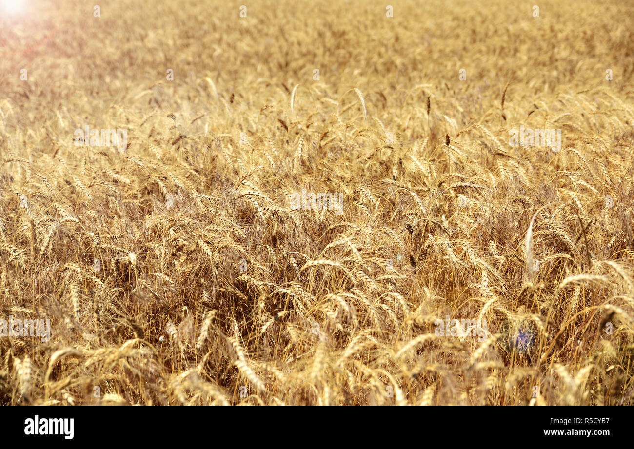 wheat field with ripe ears of wheat Stock Photo