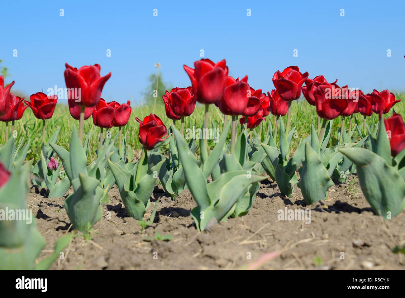 Red flowers of tulips on a flower bed. A flower bed with tulips Stock ...
