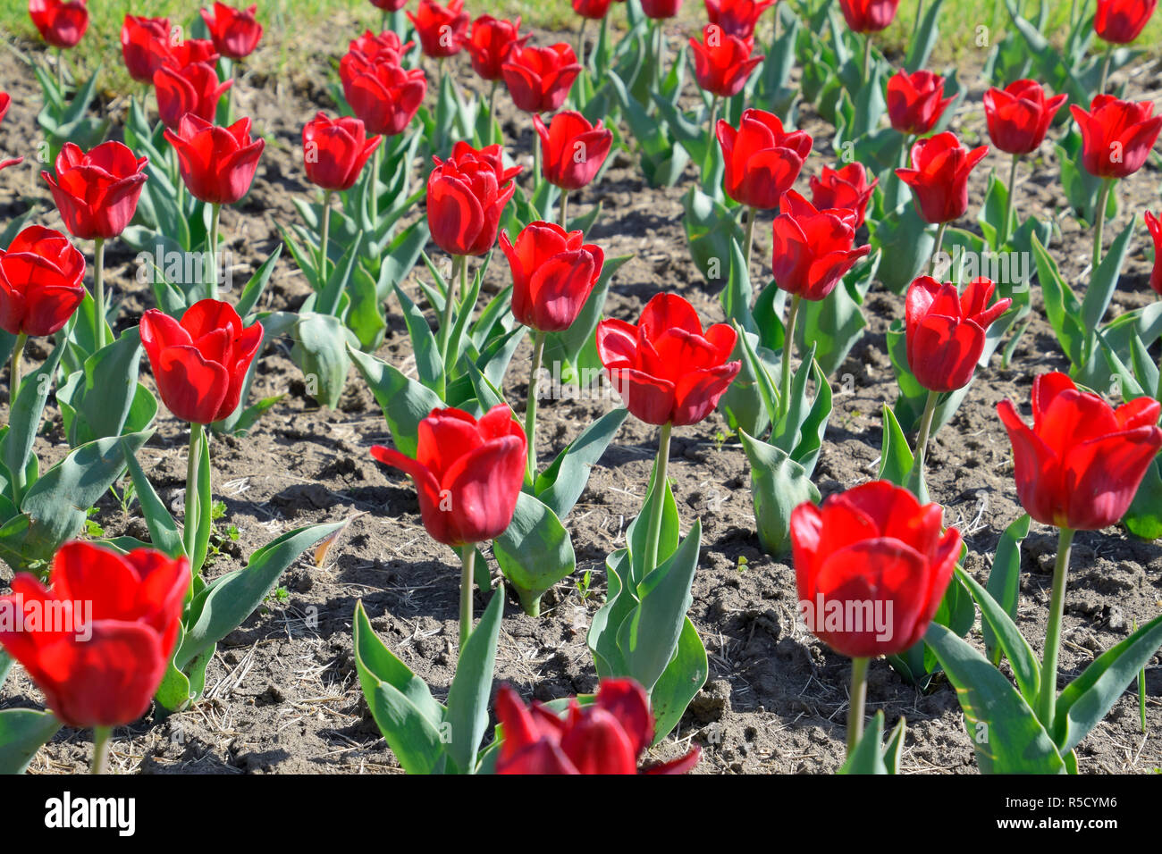 Red flowers of tulips on a flower bed. A flower bed with tulips Stock ...
