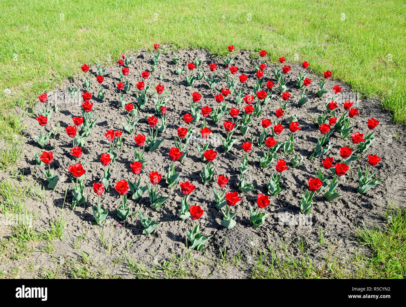 Red flowers of tulips on a flower bed. A flower bed with tulips Stock ...