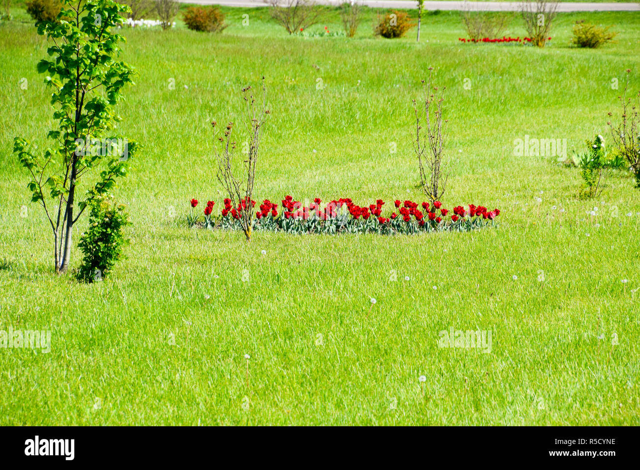 Red flowers of tulips on a flower bed. A flower bed with tulips Stock ...