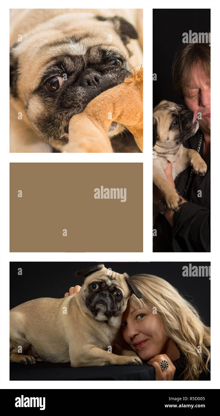 dog pug shows his behaviors in 3 pictures - copy space Stock Photo