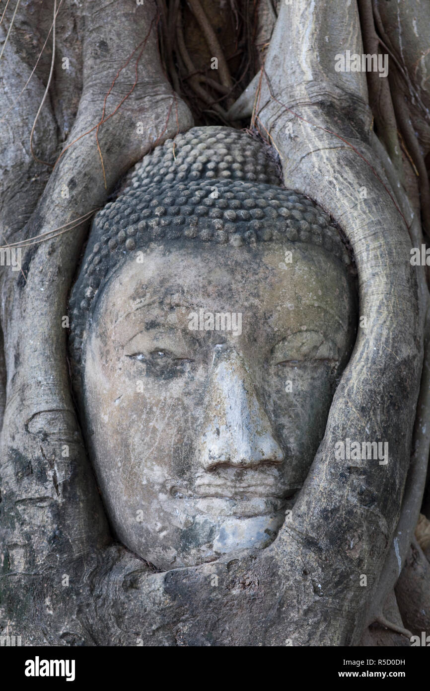 Thailand, Ayutthaya, Ayutthaya Historical Park, Buddha Head in Wat Mahathat Stock Photo