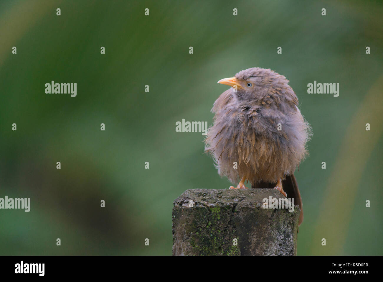Bird on Telephone pole Stock Photo Alamy