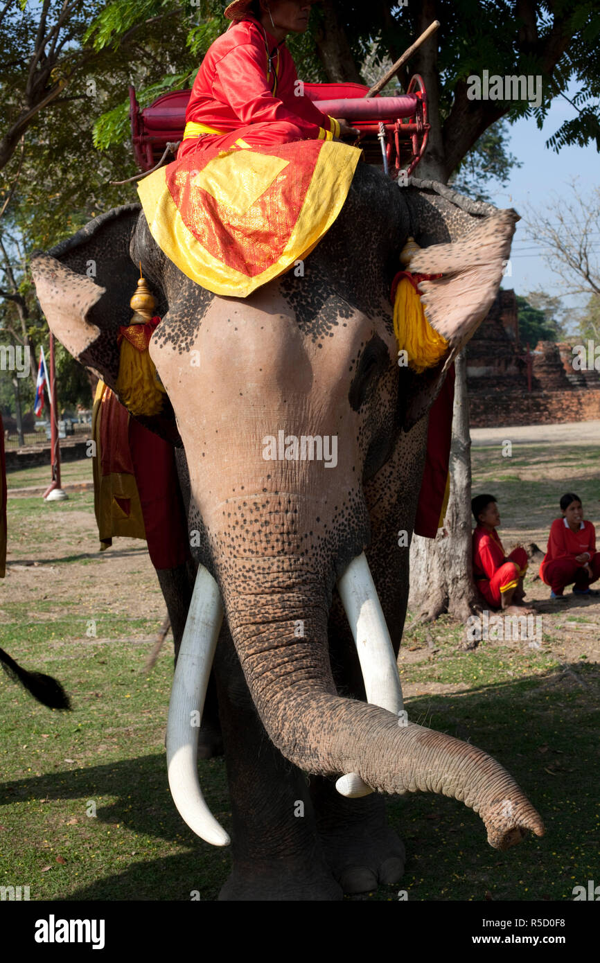 Thailand, Ayutthaya, Ayutthaya Historical Park, Elephants Stock Photo