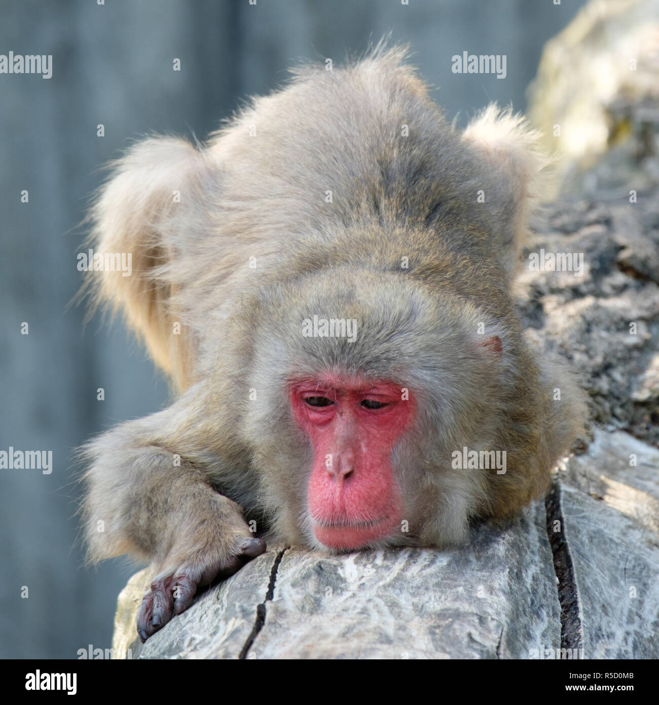 japanese macaque (macaca fuscata) with relaxed look Stock Photo