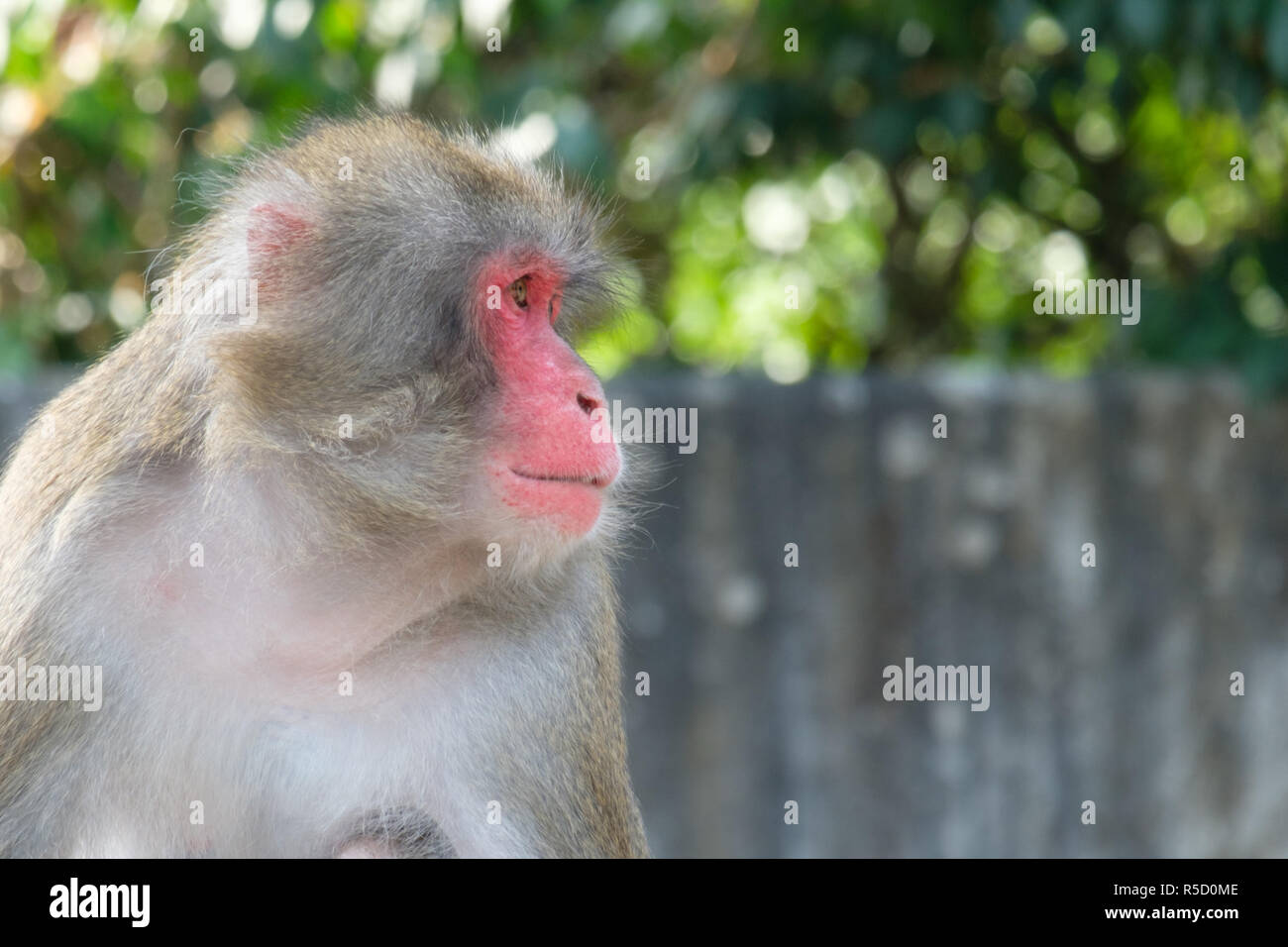 portrait of red-faced macaque (macaca fuscata) Stock Photo