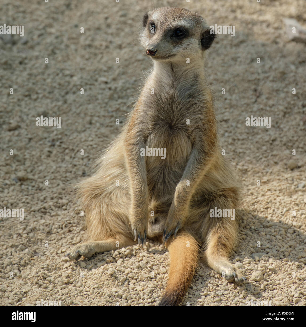 meerkat (suricata suricatta) sitting down Stock Photo