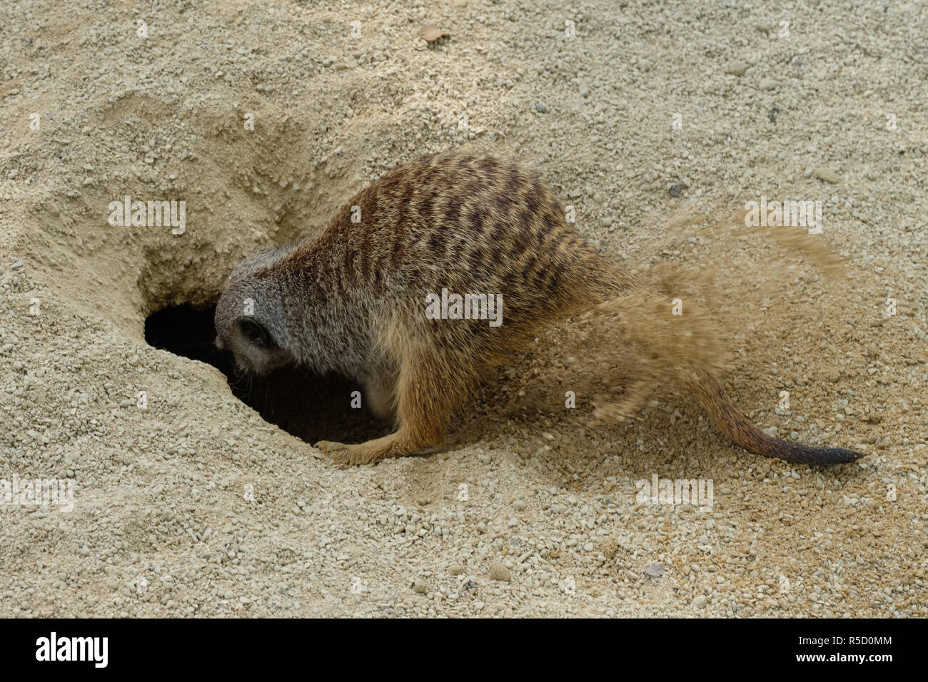 meerkat digs a cave in the ground Stock Photo