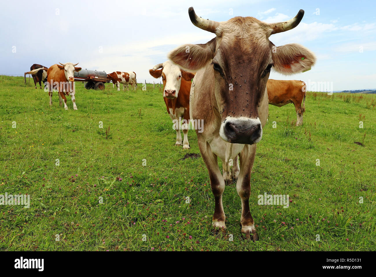 allgÃ¤u braunvieh with horns on a pasture in bavaria Stock Photo
