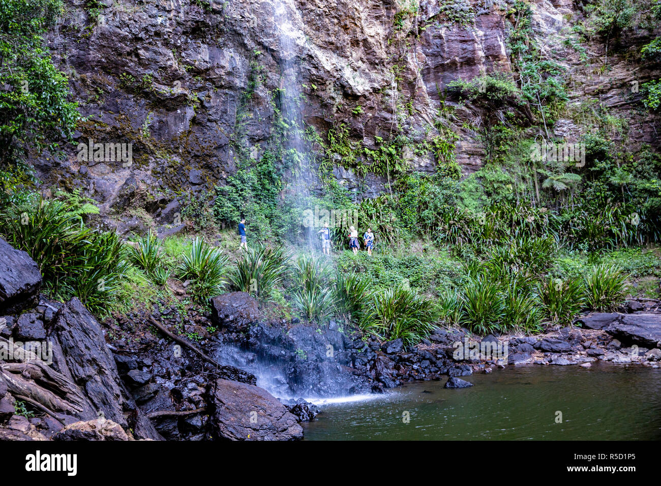 Twin Falls walking hiking circuit in Springbrook national park,Gold