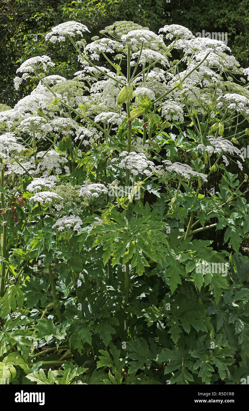Giant Bear Paw Plant