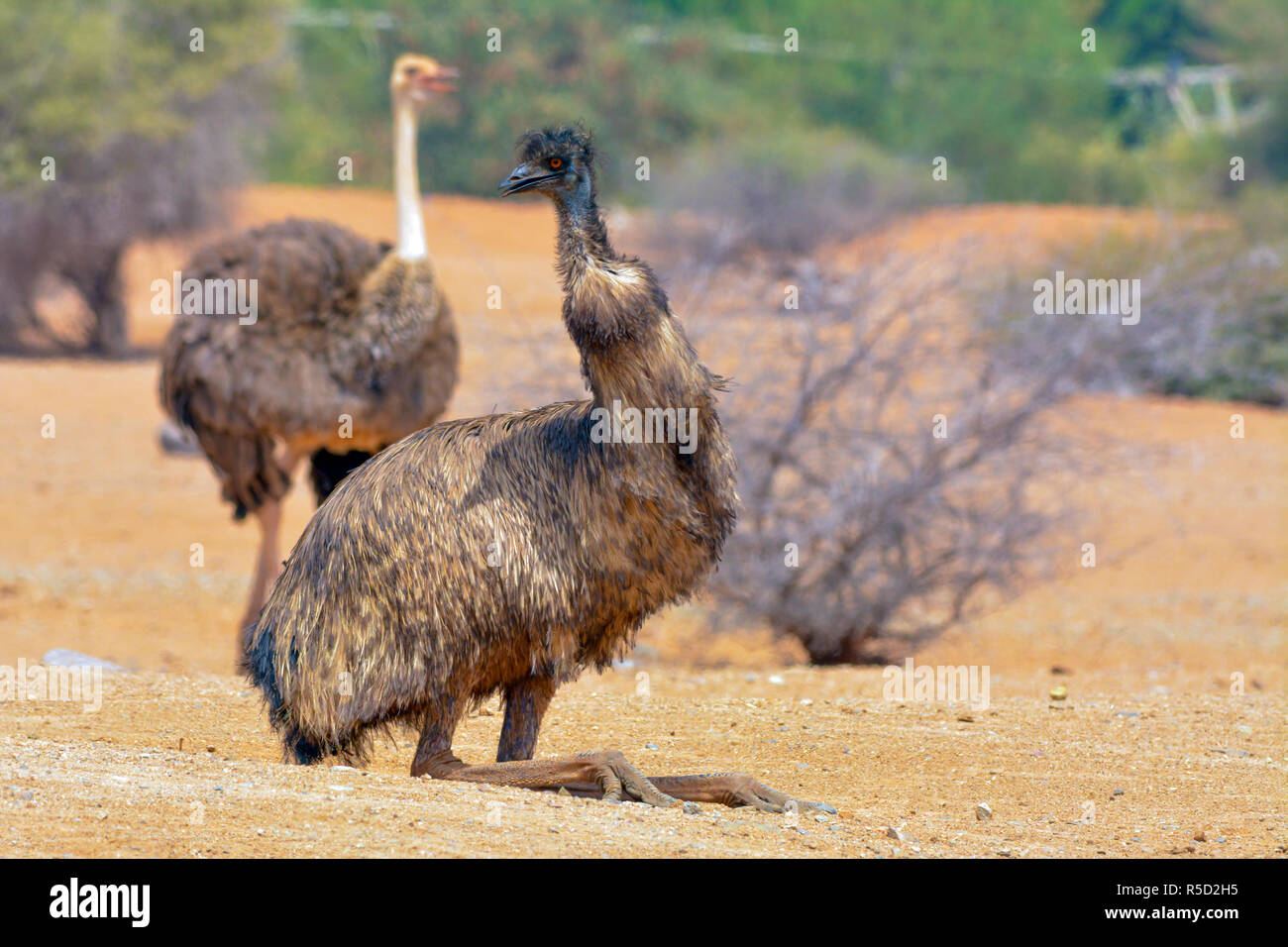 Emu and common ostrich Stock Photo
