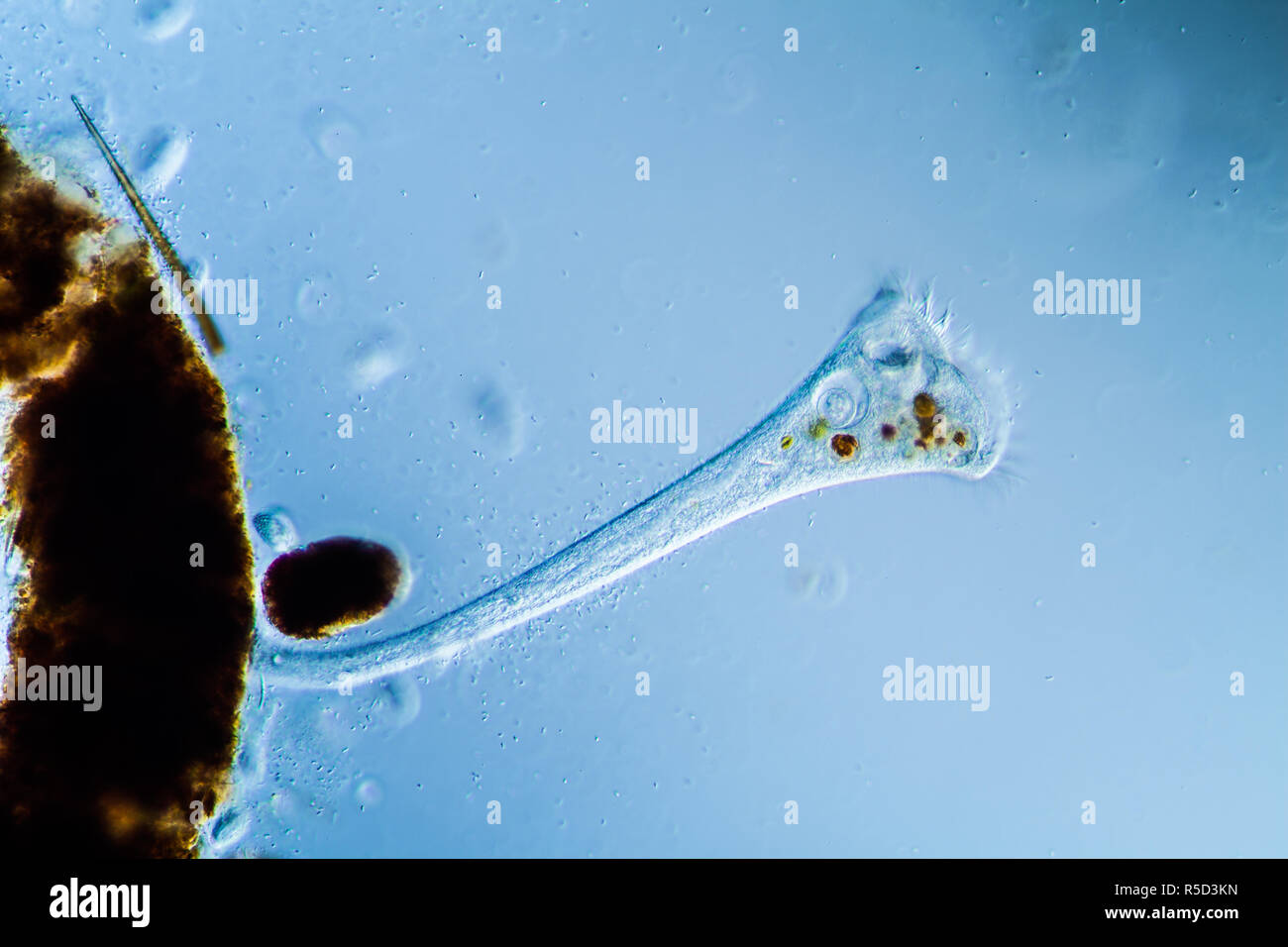 Plankton Rods trumpetfish plankton in the pond Stock Photo - Alamy