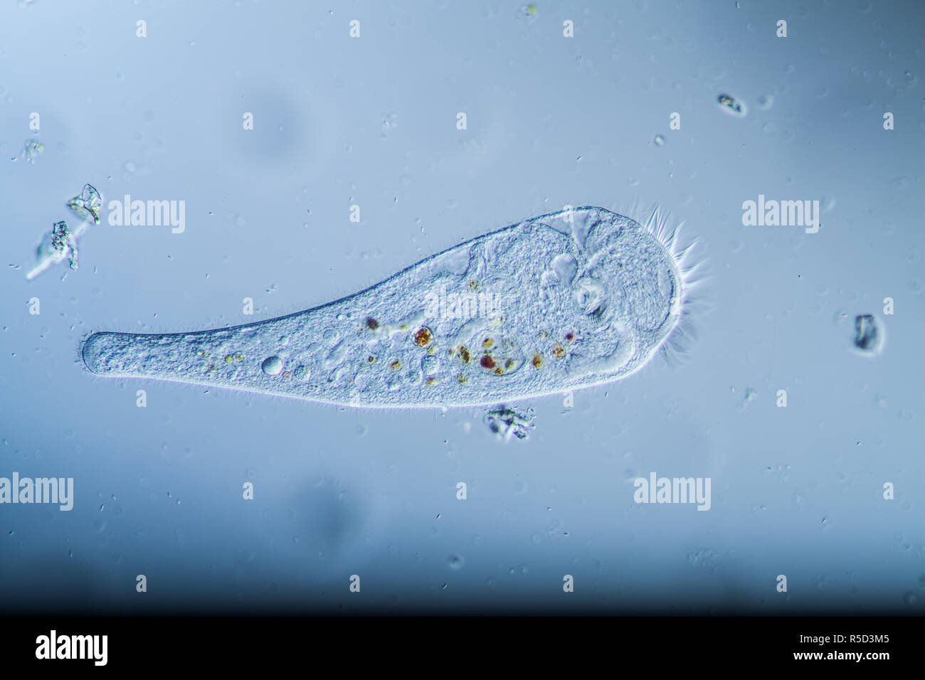 trumpetfish plankton in the pond Stock Photo