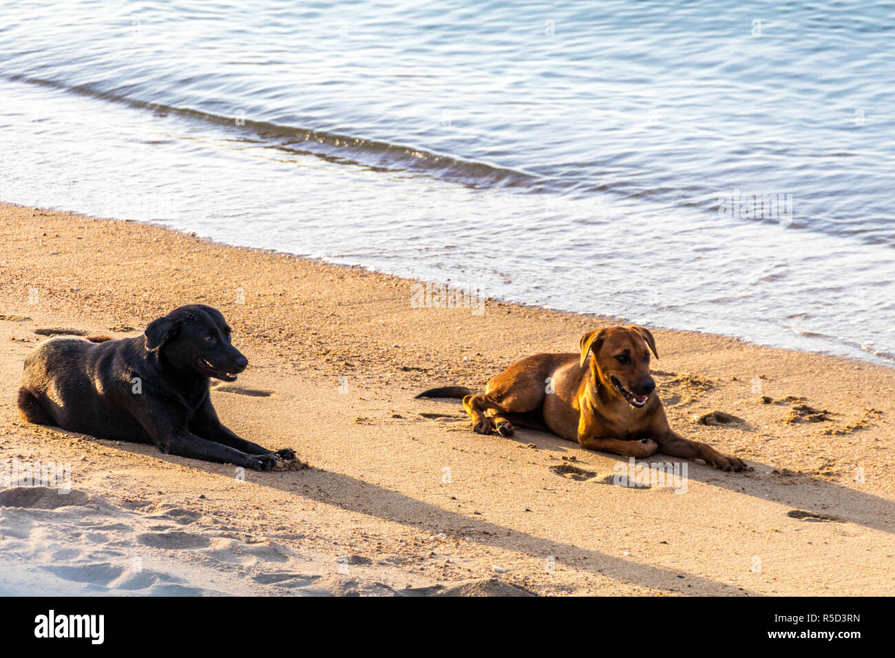 stray on samui Stock Photo