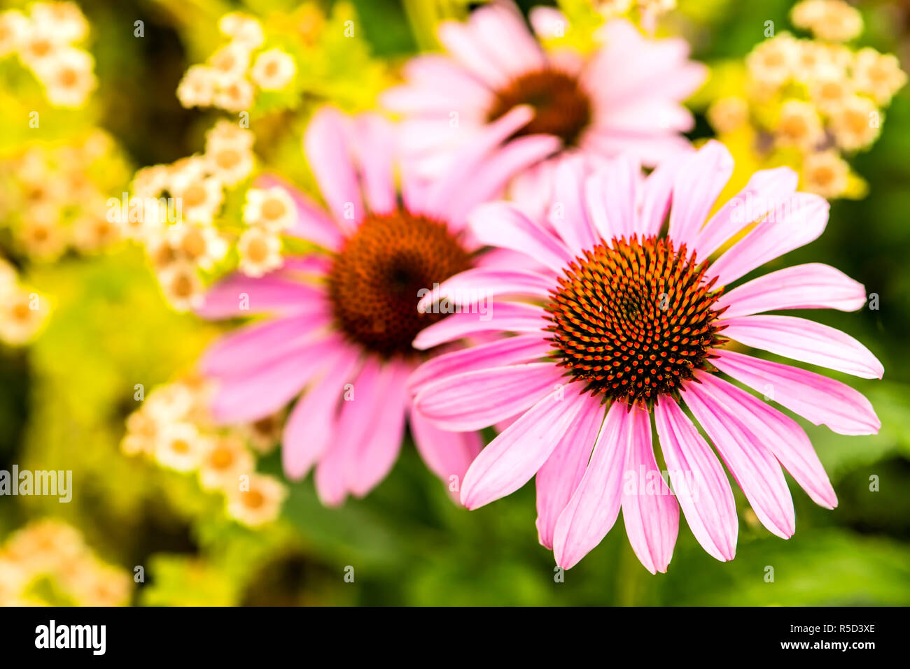 echinacea purpurea,medicinal plant of indian medicine Stock Photo Alamy