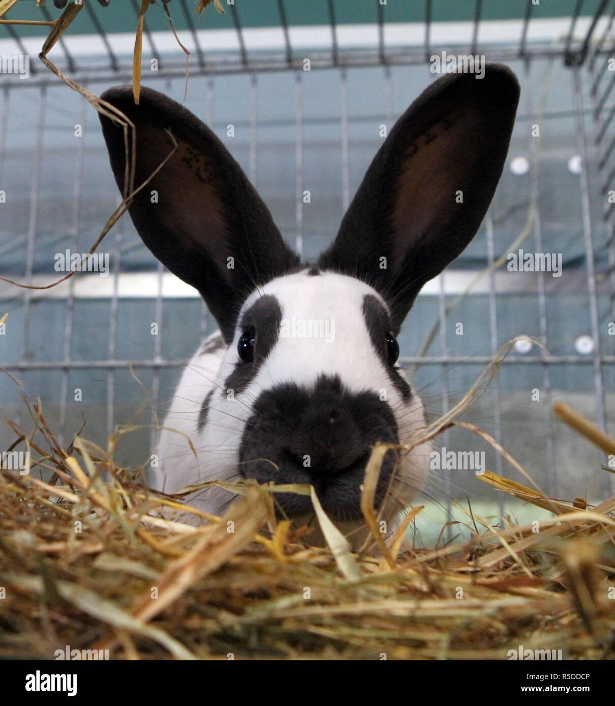 German giant rabbit hires stock photography and images Alamy