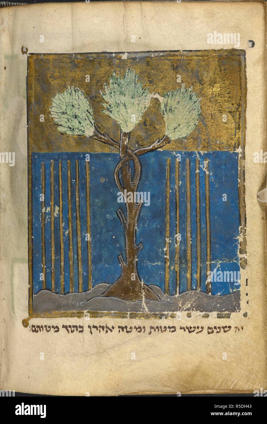 Twelve rods and the flowering rod of Aaron, Mosesâ€™ brother. North French Miscellany. France, 1278-1298. Source: Add. 11639, f.519v. Language: Hebrew. Author: Benjamin. Stock Photo
