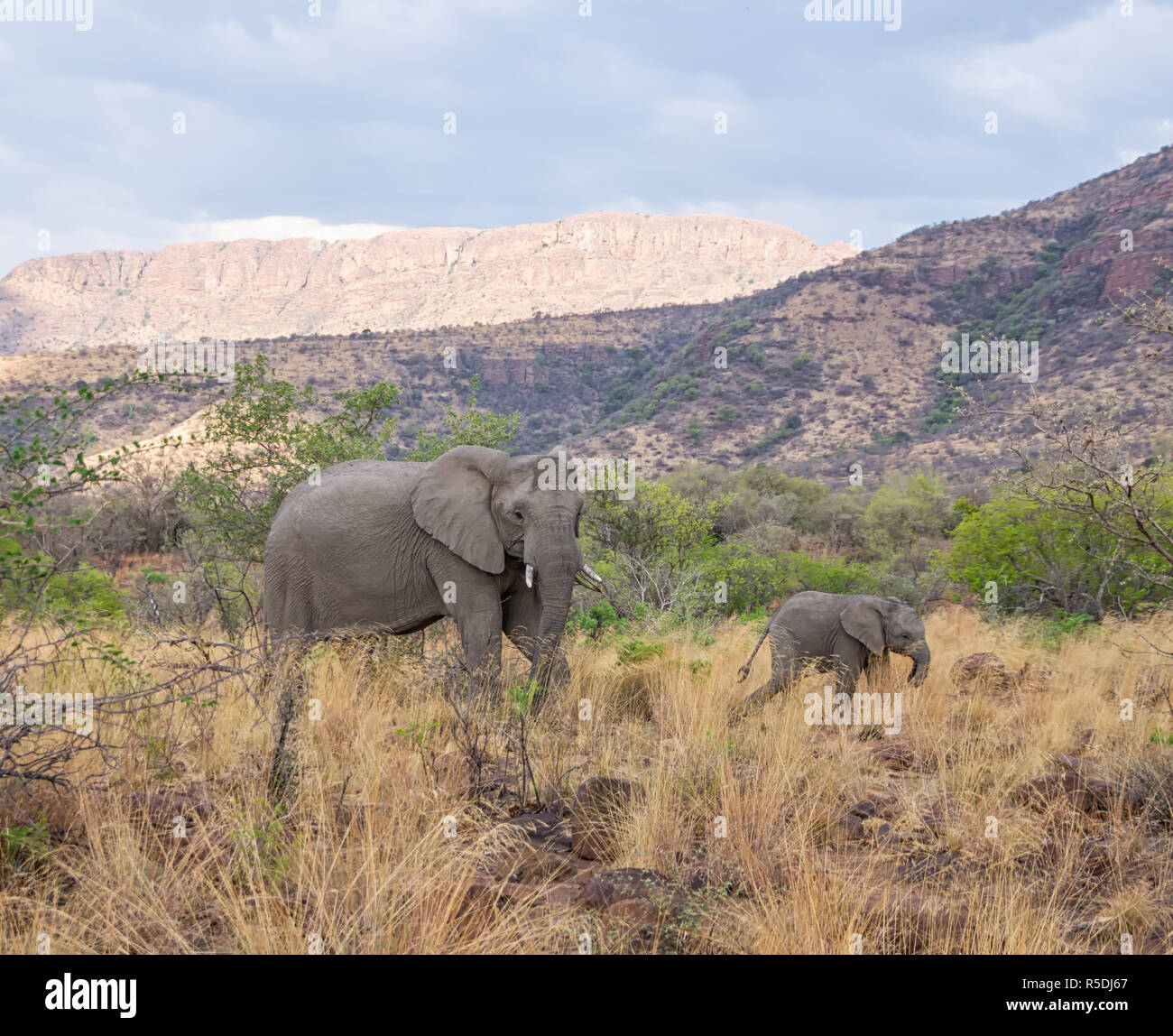 An African Elephant mother and calf in Southern African savanna Stock ...