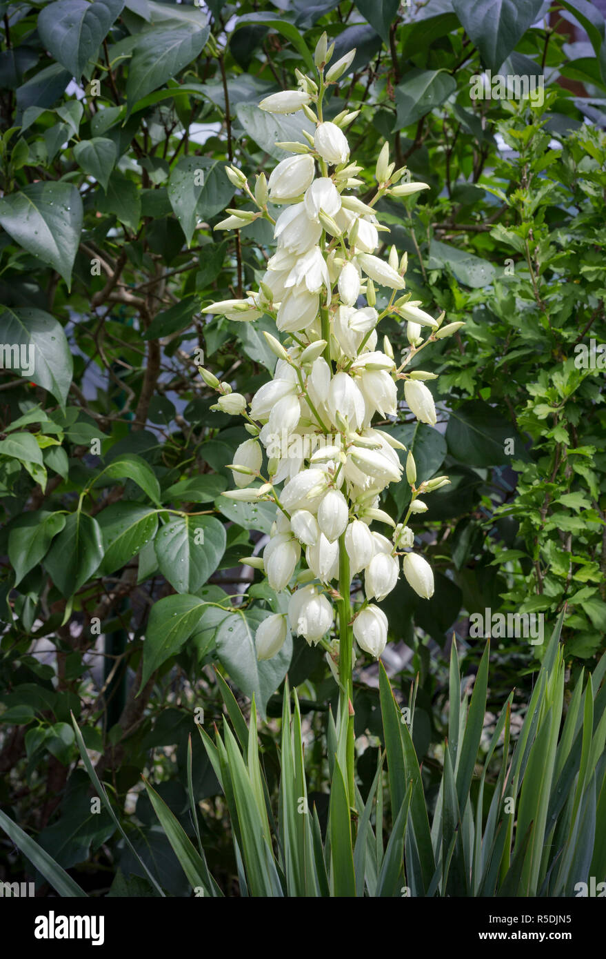 blossoming palm-tree (yucca filamentosa) in the garden Stock Photo